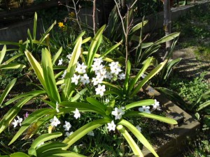 S001で撮影したお花