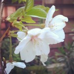 庭の桜